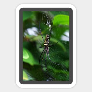 Orb Weaver Sticker